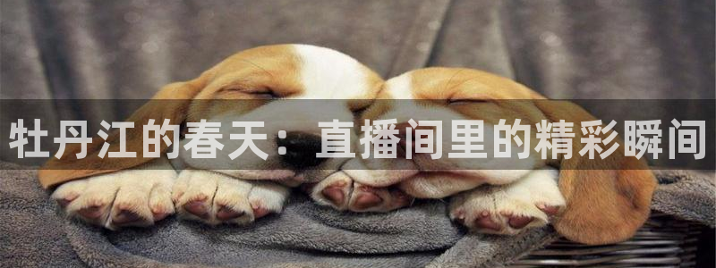 说球帝官网：牡丹江的春天：直播间里的精彩瞬间